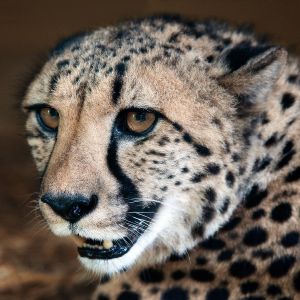 Gepard