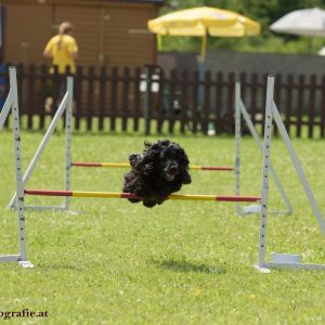 Agility Turnier des ÖSPSC