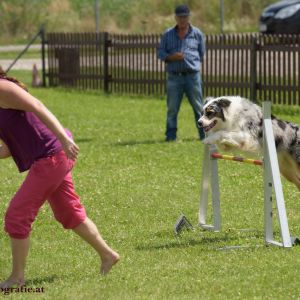 Agility Turnier des ÖSPSC