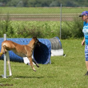 Agility Turnier des ÖSPSC