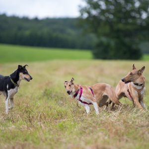 Kurzhaarcollie Treffen in Sulz im Wienerwald