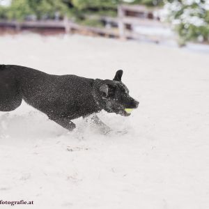 Silvester mit Hund im Hotel Grimming