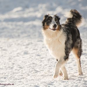 Silvester mit Hund im Hotel Grimming