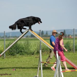 Agility Turnier des ÖSPSC