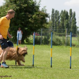 Agility Turnier des ÖSPSC