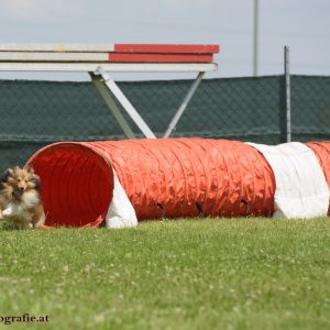 Agility Turnier des ÖSPSC