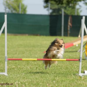 Agility Turnier des ÖSPSC