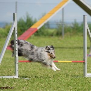 Agility Turnier des ÖSPSC