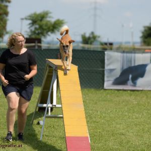 Agility Turnier des ÖSPSC