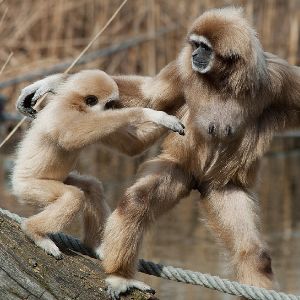 Weißhandgibbon 