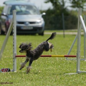 Agility Turnier des ÖSPSC