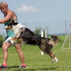 Agility Turnier des ÖSPSC