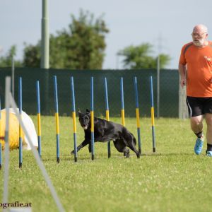 Agility Turnier des ÖSPSC