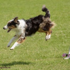 Agility Turnier des ÖSPSC