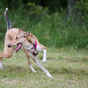 Kurzhaarcollie Treffen in Sulz im Wienerwald