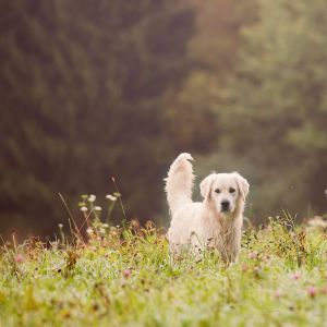 Urlaub mit Hund auf Gut Feuerschwendt