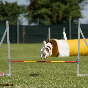 Agility Turnier des ÖSPSC