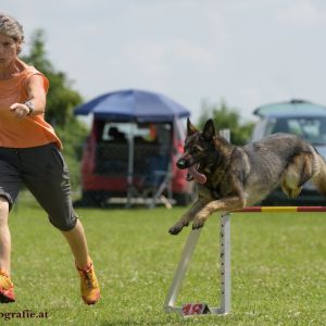 Agility Turnier des ÖSPSC