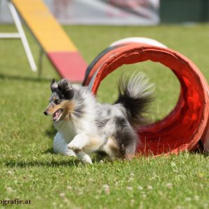 Agility Turnier des ÖSPSC