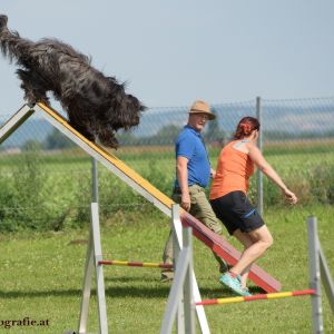 Agility Turnier des ÖSPSC