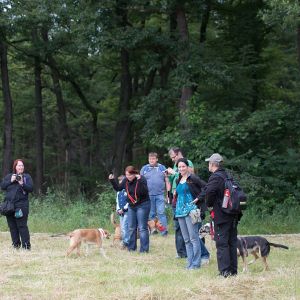 Kurzhaarcollie Treffen in Sulz im Wienerwald