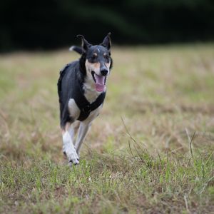 Kurzhaarcollie Treffen in Sulz im Wienerwald