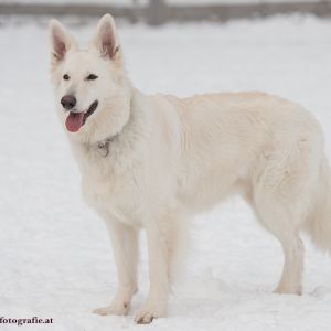 Silvester mit Hund im Hotel Grimming