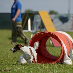 Agility Turnier des ÖSPSC