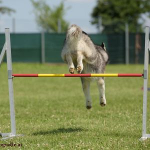 Agility Turnier des ÖSPSC