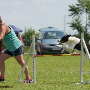 Agility Turnier des ÖSPSC