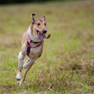 Kurzhaarcollie Treffen in Sulz im Wienerwald