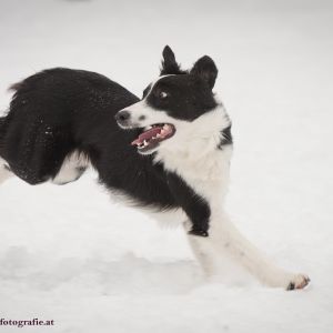 Silvester mit Hund im Hotel Grimming