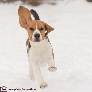 Silvester mit Hund im Hotel Grimming