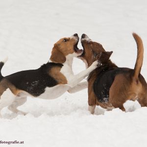 Silvester mit Hund im Hotel Grimming