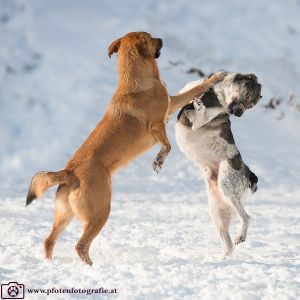 Silvester mit Hund im Hotel Grimming