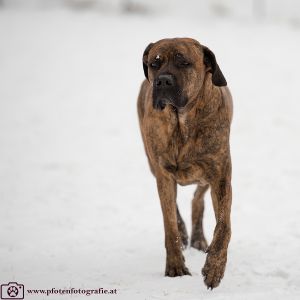 Silvester mit Hund im Hotel Grimming