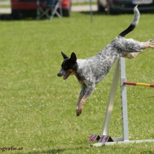 Agility Turnier des ÖSPSC