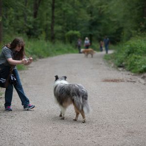 Kurzhaarcollie Treffen in Sulz im Wienerwald