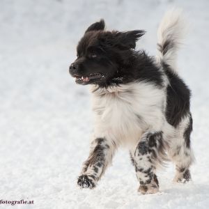 Silvester mit Hund im Hotel Grimming