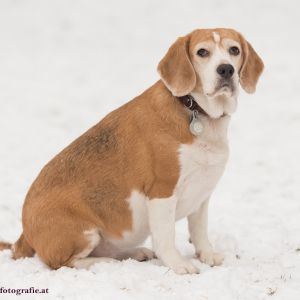 Silvester mit Hund im Hotel Grimming