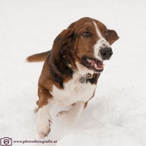 Silvester mit Hund im Hotel Grimming