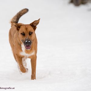 Silvester mit Hund im Hotel Grimming