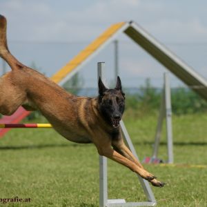 Agility Turnier des ÖSPSC