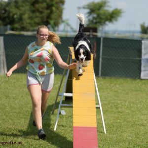 Agility Turnier des ÖSPSC