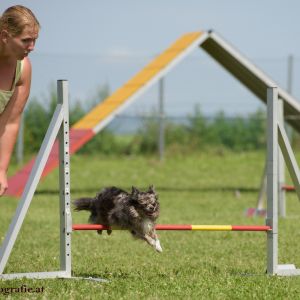 Agility Turnier des ÖSPSC