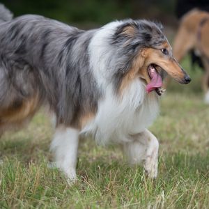 Kurzhaarcollie Treffen in Sulz im Wienerwald