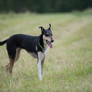 Kurzhaarcollie Treffen in Sulz im Wienerwald