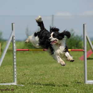 Agility Turnier des ÖSPSC