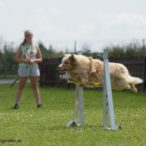 Agility Turnier des ÖSPSC