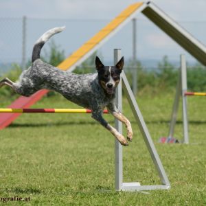 Agility Turnier des ÖSPSC